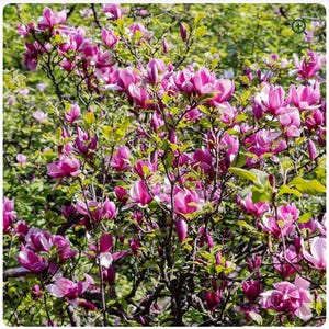 Tinkerbelle~Magnolia Hybrid Tree~Deep Plum purple Fragrant Blooms! 20-28 Inches Tall~Large 1 Gallon Pot