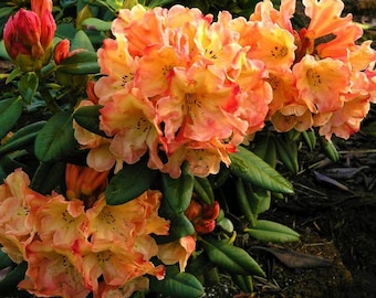 HONEY BUTTER~~Azalea Rhododendron Deciduous Well Rooted STARTER Plant~Such a Beautiful Color!