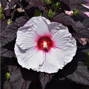 Mocha Moon Hibiscus moscheutos(Rose Mallow)SMALL ROOTED STARTER Plant-Profuse bloomer! Giant 810” Diameter Blooms! Dark almost black foliage