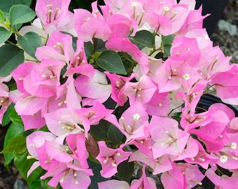 Imperial Thai Delight Bougainvillea Small Well Rooted Starter Plant**Live Bougainvillea starter/plug plant*usa seller