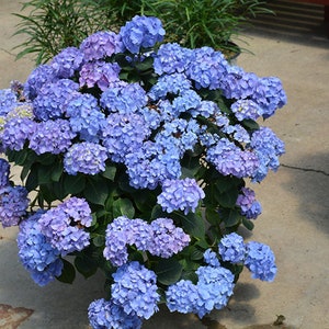 Let&#39;s Dance Blue Jangles~Hydrangea Starter Plant~Blooms from Blue to Blue violet~~Color depends on soil chemistry it grows in