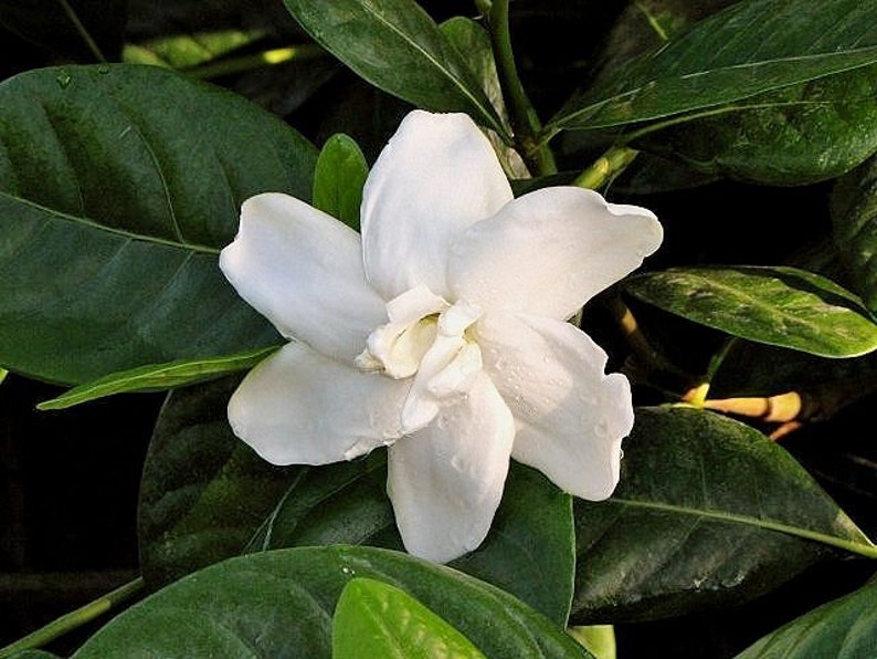 DOUBLE Tahitian Gardenia Taitensis Jasminoides PlantIntensely Fragrant FlowerLarge Shiny Green Leaves with Unique Star Double Blooms image 7