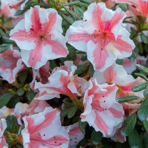 ENCORE AUTUMN STARBURST~~Azalea Deciduous Well Rooted Starter Plant~Beautiful Double Pink Blooms!!!