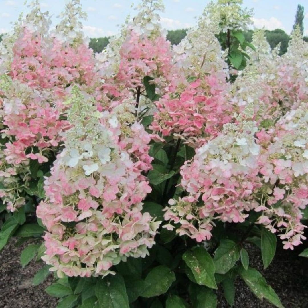 Image of Hydrangea paniculata confetti single flower