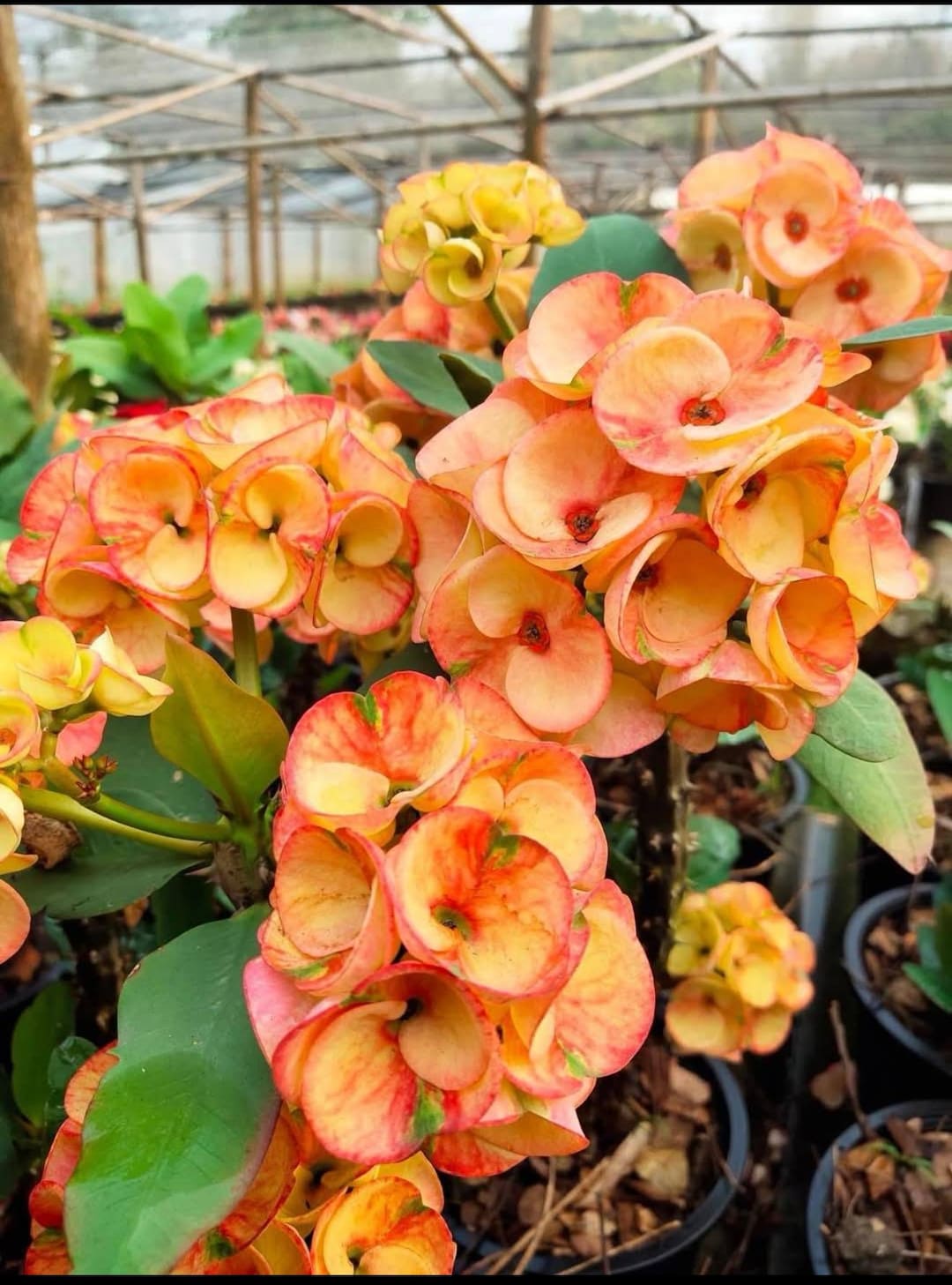 Sang Suriya**crown of Thorns-euphorbia Milii*christ Plant**very