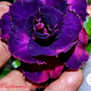 Vietnamese Purple ~ Desert Rose Adenium Obesum SMALL Rooted Seedling Plant