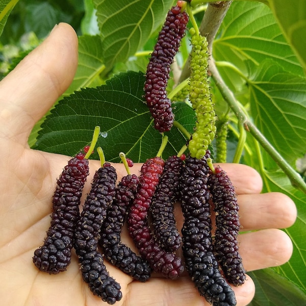 Dwarf Everbearing Black Mulberry Tree-STARTER PLANT- Morus nigra plant edible fruit