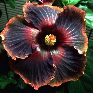 BLACK RAINBOWSMALL Rooted Tropical Hibiscus Starter PlantShips Bare RootVery Rare image 1