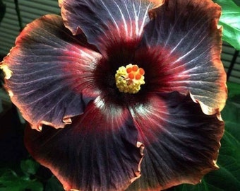 BLACK RAINBOW**SMALL Rooted Tropical Hibiscus Starter Plant**Ships Bare Root***Very Rare!