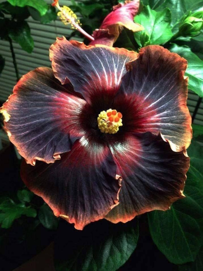 BLACK RAINBOWSMALL Rooted Tropical Hibiscus Starter PlantShips Bare RootVery Rare image 1