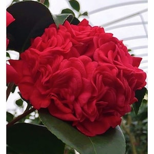 PROFESSOR SARGENT**Camellia Japonica-Live Well Rooted Starter Plant--Extra Full Unique Looking Ruby Red Blooms!