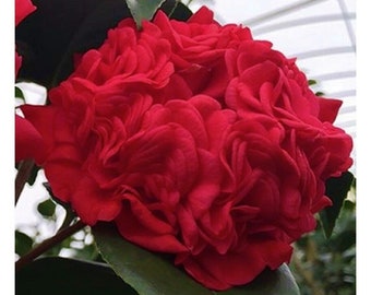 PROFESSOR SARGENT**Camellia Japonica-Live Well Rooted Starter Plant--Extra Full Unique Looking Ruby Red Blooms!