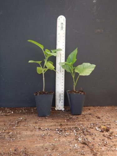 Orange Pagoda Starter Plant (Clerodendrum Paniculatum) - Small, Well-Rooted, Ships In Pot