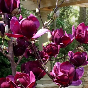 Genie~Magnolia Hybrid Tree~Deep Plum purple Fragrant Blooms! 16-20 Inches Tall~Large 1 Gallon Pot