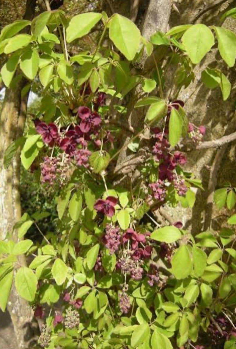 Chocolate Vine Akebia Quinata SMALL Rooted Starter Plant-edible Fruit ...