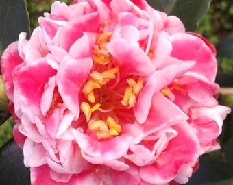 TAMA BAMBINO**Unique Bloom**Camellia Japonica-Live Starter Plant