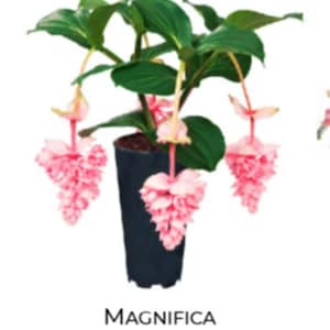 Royal Pearz Magnifica Medinilla Plant~~Live Well Rooted &quot;STARTER&quot; Plant~ Gorgeous Pendulous Pink Blooms~Very Rare!