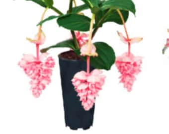 Royal Pearz Magnifica Medinilla Plant~~Live Well Rooted "STARTER" Plant~ Gorgeous Pendulous Pink Blooms~Very Rare!