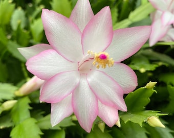 4" Potted Epric Star~~~Christmas Cactus Well Rooted Starter Plant~~ Schlumbergera Truncata