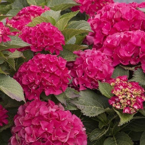 CITYLINE PARIS~~Hydrangea Starter Plant~Blooms from Periwinkle to Raspberry! Bloom Color depends on soil chemistry it is growing in