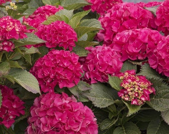 CITYLINE PARIS~~Hydrangea Starter Plant~Blooms from Periwinkle to Raspberry! Bloom Color depends on soil chemistry it is growing in