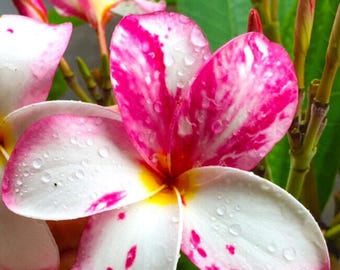 Puede incluir: Una flor de plumeria blanca y rosa con gotas de agua en los pétalos. La flor tiene un centro amarillo y está enfocada. El fondo está desenfocado y es verde.