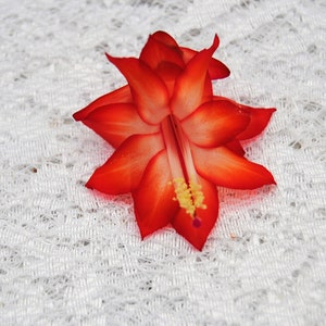 Ara Brazil~Christmas Cactus Well Rooted Starter Plant~Schlumbergera Truncata~AKA Thanksgiving Cactus,Zygo Cactus,Holiday Cactus, etc