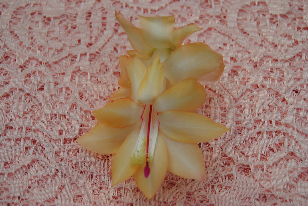 Christmas Cactus Starter Plant ~~Indian Summer~~ Schlumbergera Truncata