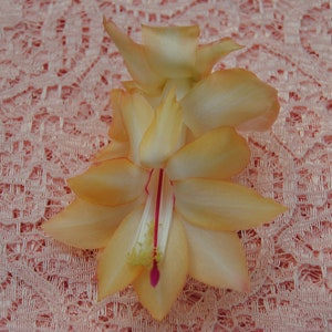 4&quot; Potted Outono Brazil~Christmas Cactus Well Rooted Plant~Schlumbergera Truncata~AKA Thanksgiving Cactus,Zygo Cactus,Holiday Cactus