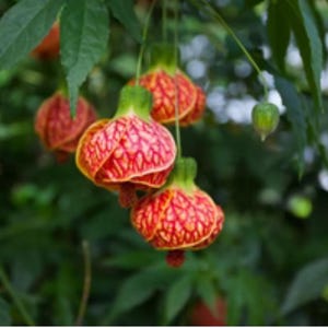 Tiger Eye Abutilon Flowering Maple SMALL ROOTED STARTER Plant~Unique Profuse Bloomer!