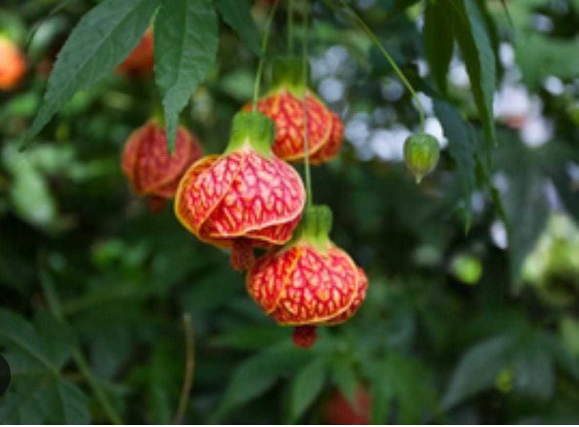 Tiger Eye Abutilon Flowering Maple SMALL ROOTED STARTER Plant~Unique Profuse Bloomer!