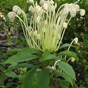 May include: A close-up of a white flower with long, thin stems. The flower is in bloom and has a cluster of white buds. The plant has green leaves.