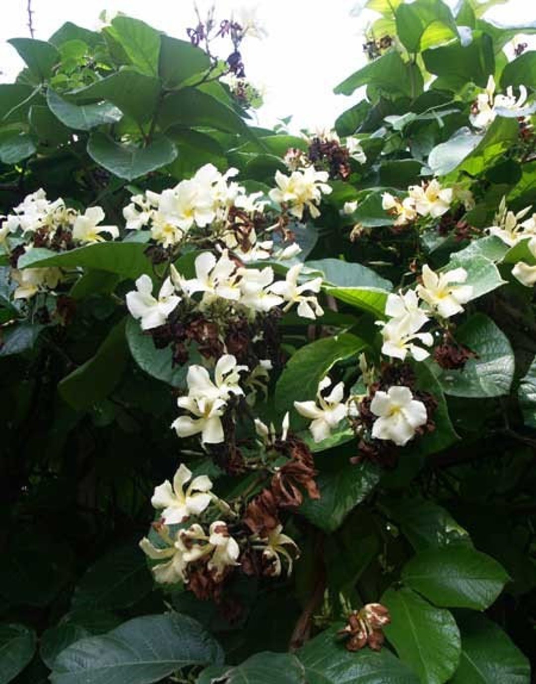 Climbing Frangipaniitropical Plumeria Fragrant Flowering Vine Plantwell
