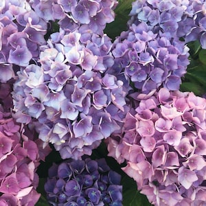 ONYX PEACOCK~~Hydrangea Starter Plant~~Blooms light blue/violet to deep purple! Please see all pictures