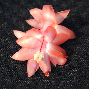 Orange Blossom~Christmas Cactus Well Rooted Starter Plant~Schlumbergera Truncata~AKA Thanksgiving Cactus,Zygo Cactus,Holiday Cactus, etc