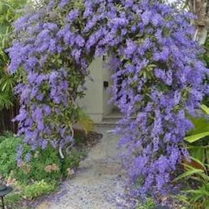 QUEENS WREATH**Petrea volubilis**Sandpaper Bluebird Vine**SMALL Rooted Starter Plant