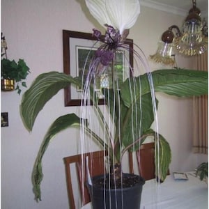 White Bat Flower-Tacca integrifolia-aka Black Lily-SMALL ROOTED STARTER Plant