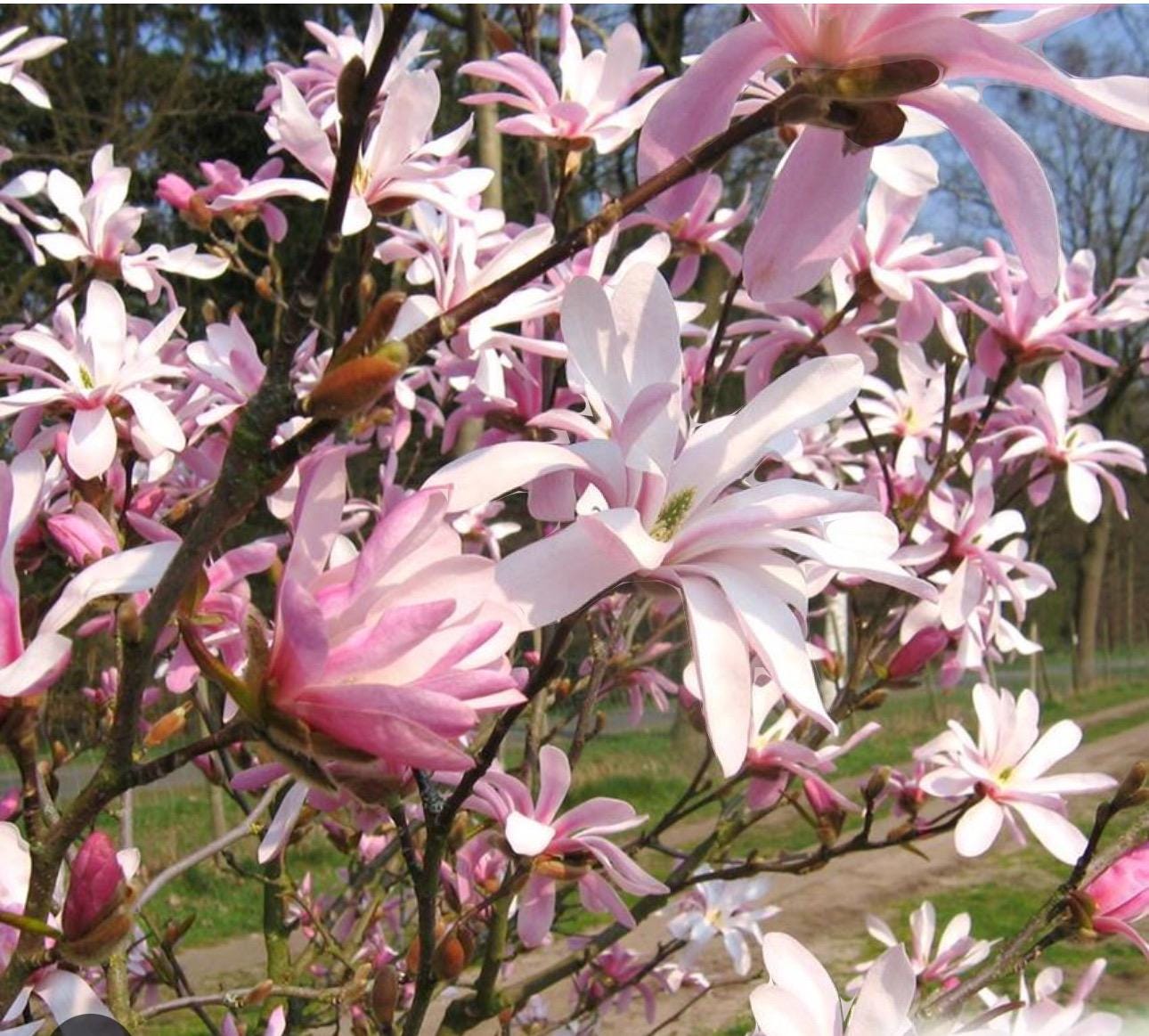 Leonard Messel~magnolia Hybrid Tree~magnolia X Loebneri~fragrant