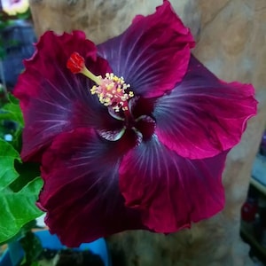 Black Dragon**Small Rooted Tropical Hibiscus Starter Plant**Ships Bare Root***Very Rare!
