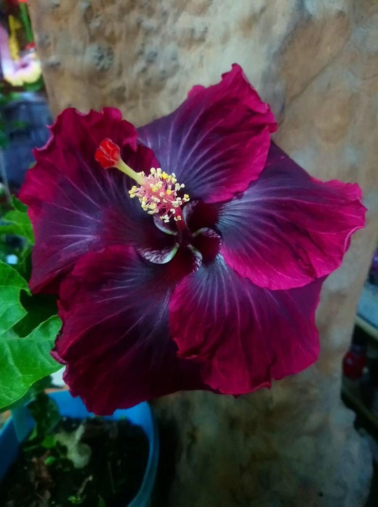 Black Dragonsmall Rooted Tropical Hibiscus Starter Etsy