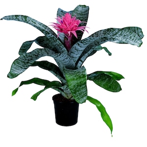 SMALL Live Aechmea Fasciata Bromeliad PlantAlso Called Silver Vase. Silver King or Urn Plant image 3