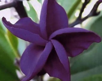 May include: A close-up of a deep purple flower with five petals, each curving gracefully outward. The flower's center is a darker shade of purple, and the petals have a velvety texture. Green leaves and stems provide a contrasting backdrop.