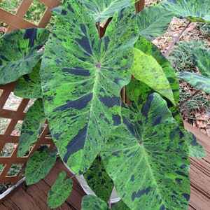 MOJITO** Elephant Ear Colocasia Esculenta SMALL Rooted Starter Plant