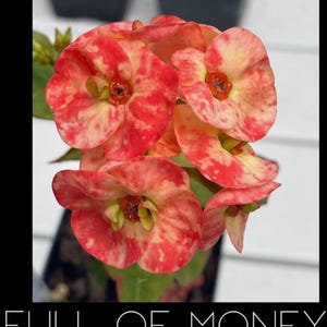 FULL OF MONEY**Crown Of Thorns-Euphorbia Milii*Christ Plant**Very Small Well Rooted Starter Plant*2-6 Inches Tall**Extremely Rare Variety
