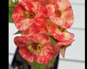 FULL OF MONEY**Crown Of Thorns-Euphorbia Milii*Christ Plant**Very Small Well Rooted Starter Plant*2-6 Inches Tall**Extremely Rare Variety