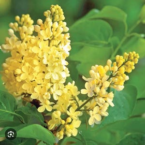Primrose Lilac ~Syringa vulgaris ~ Small Well Rooted STARTER Plant~4-8 inches tall