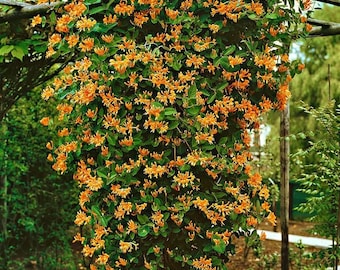Mandarin Honeysuckle Lonicera Vine Well Rooted Starter Plant~~butterfly &  Hummingbird Paradise! - Etsy