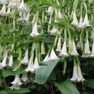 May include: A close-up of a bush with many white trumpet-shaped flowers. The flowers are hanging down from the branches and are surrounded by green leaves.