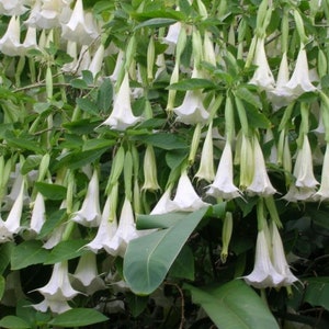 GIANT WHITE~~Angels Trumpet Brugmansia Tropical Plant~~Beautiful Blooming Plant~~Well Rooted STARTER Plant
