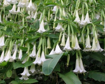 GIANT WHITE~~Angels Trumpet Brugmansia Tropical Plant~~Beautiful Blooming Plant~~Well Rooted STARTER Plant